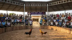 Không gian bồ gà Thomo được tái hiện sống động tại sảnh Đá gà Sunwin.